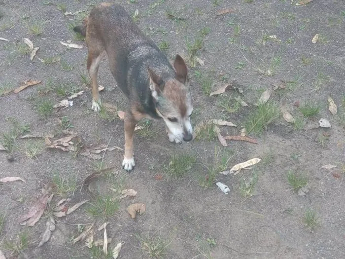 Cachorro ra a SRD-ViraLata idade 6 ou mais anos nome Lili