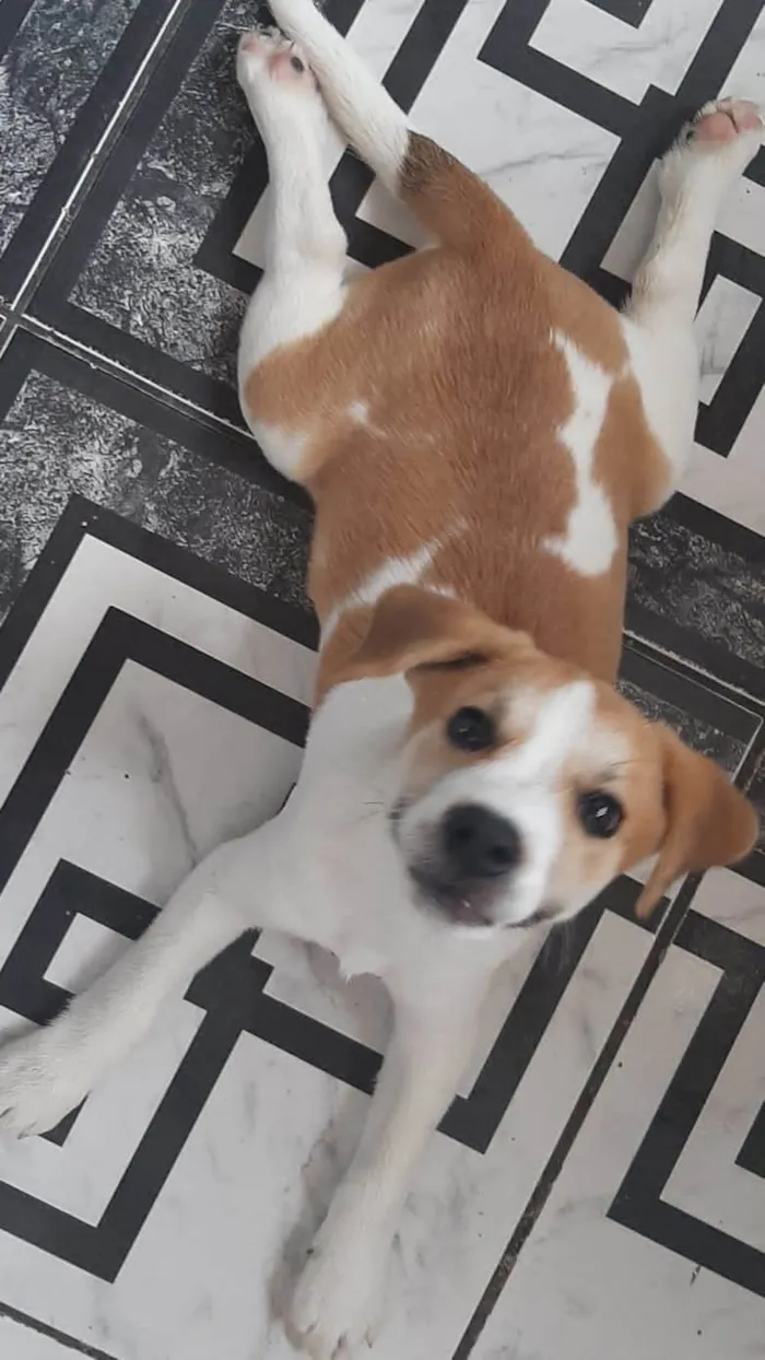 Cachorro ra a SRD-ViraLata idade 2 a 6 meses nome Coockie &Cia