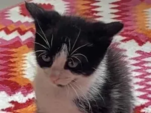 Gato raça Srd idade Abaixo de 2 meses nome Solange e Wandinha