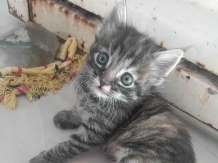 Gato ra a Srd idade 2 a 6 meses nome Pompom
