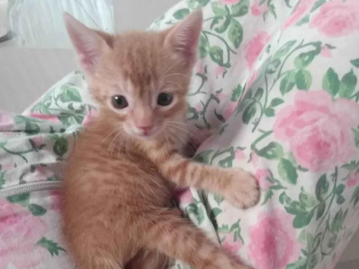Gato ra a Srd idade 2 a 6 meses nome Caramelo (São Sebastião-DF)