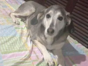 Cachorro raça SRD-ViraLata idade 5 anos nome Vitória