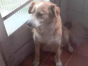 Cachorro raça Golden  idade 6 ou mais anos nome Sansão 