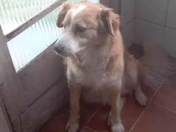 Cachorro ra a Golden  idade 6 ou mais anos nome Sansão 