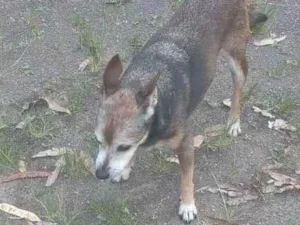 Cachorro raça SRD-ViraLata idade 6 ou mais anos nome Lili