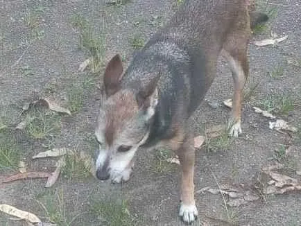 Cachorro ra a SRD-ViraLata idade 6 ou mais anos nome Lili