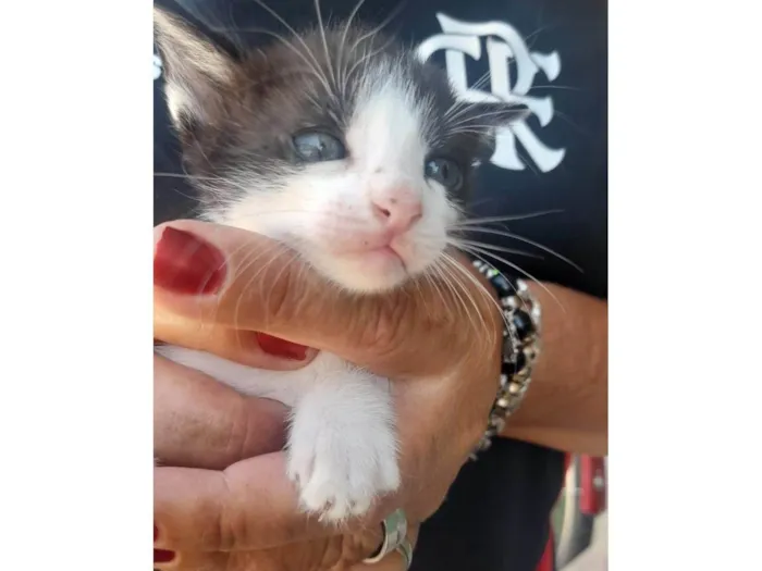 Gato ra a Srd idade 2 a 6 meses nome .............