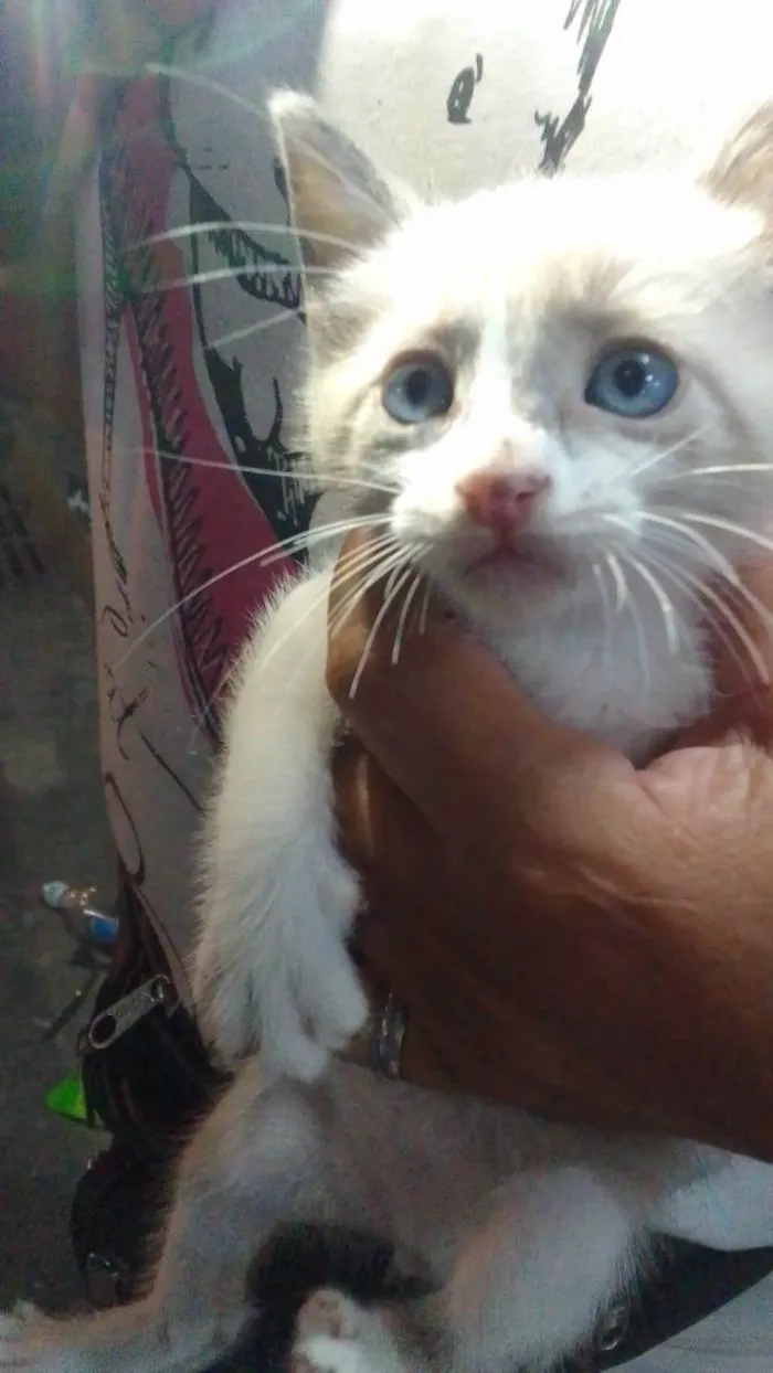 Gato ra a Srd idade 2 a 6 meses nome ............
