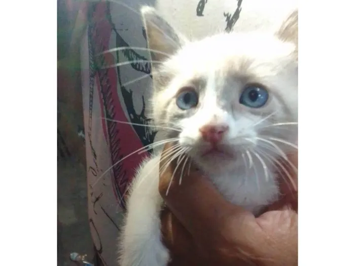 Gato ra a Srd idade 2 a 6 meses nome ............