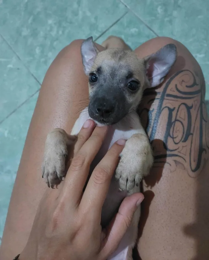 Cachorro ra a SRD-ViraLata idade 2 a 6 meses nome Sem Nome