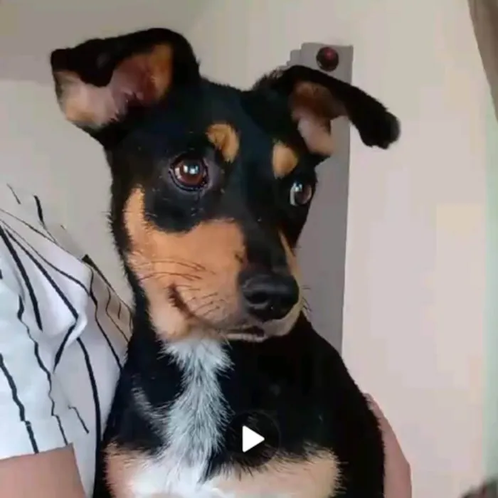 Cachorro ra a SRD-ViraLata idade 1 ano nome Judy