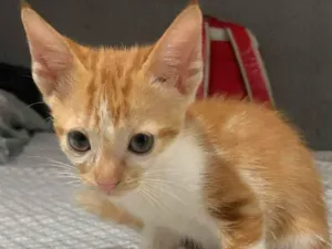 Gato raça Srd idade 2 a 6 meses nome .......
