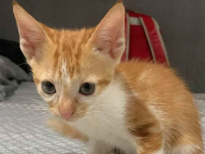 Gato ra a Srd idade 2 a 6 meses nome .......