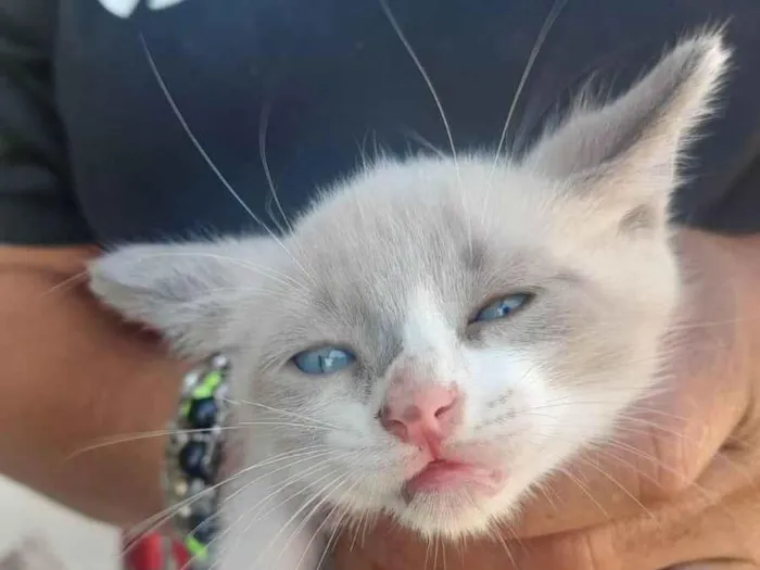 Gato ra a Srd idade 2 a 6 meses nome ............