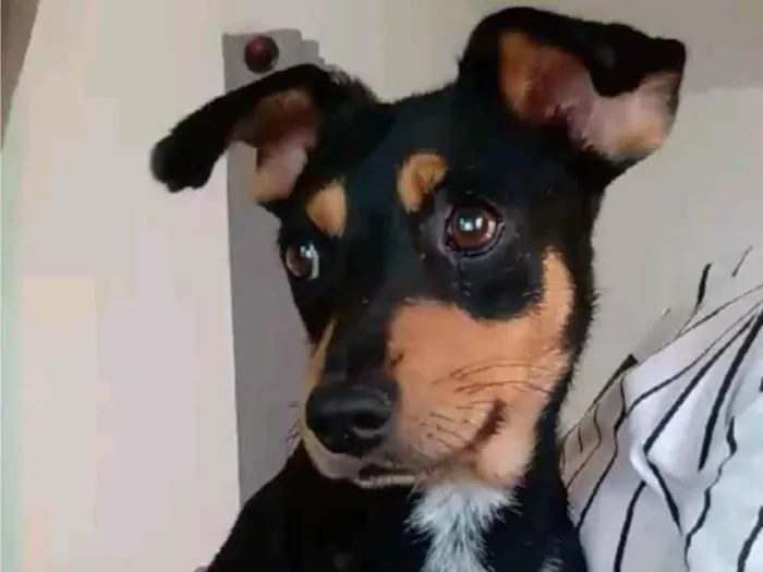 Cachorro ra a SRD-ViraLata idade 1 ano nome Judy