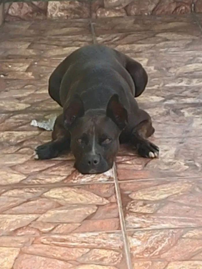 Cachorro ra a Pitbull idade 4 anos nome Oreo 