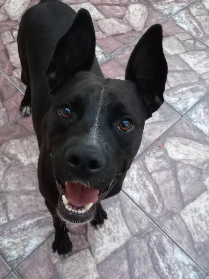 Cachorro ra a Pitbull idade 4 anos nome Oreo 