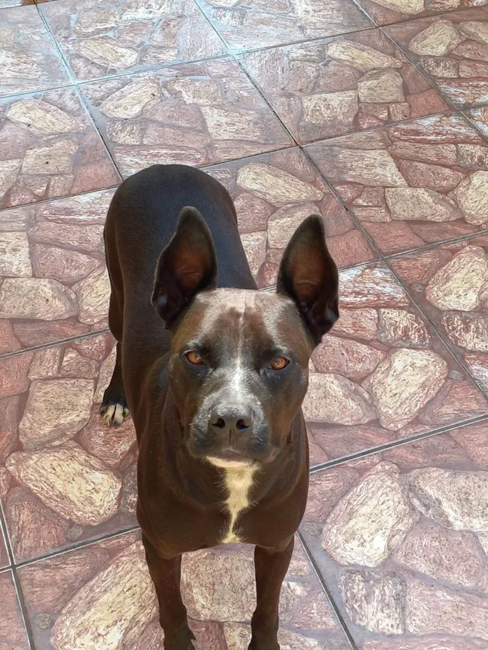 Cachorro ra a Pitbull idade 4 anos nome Oreo 