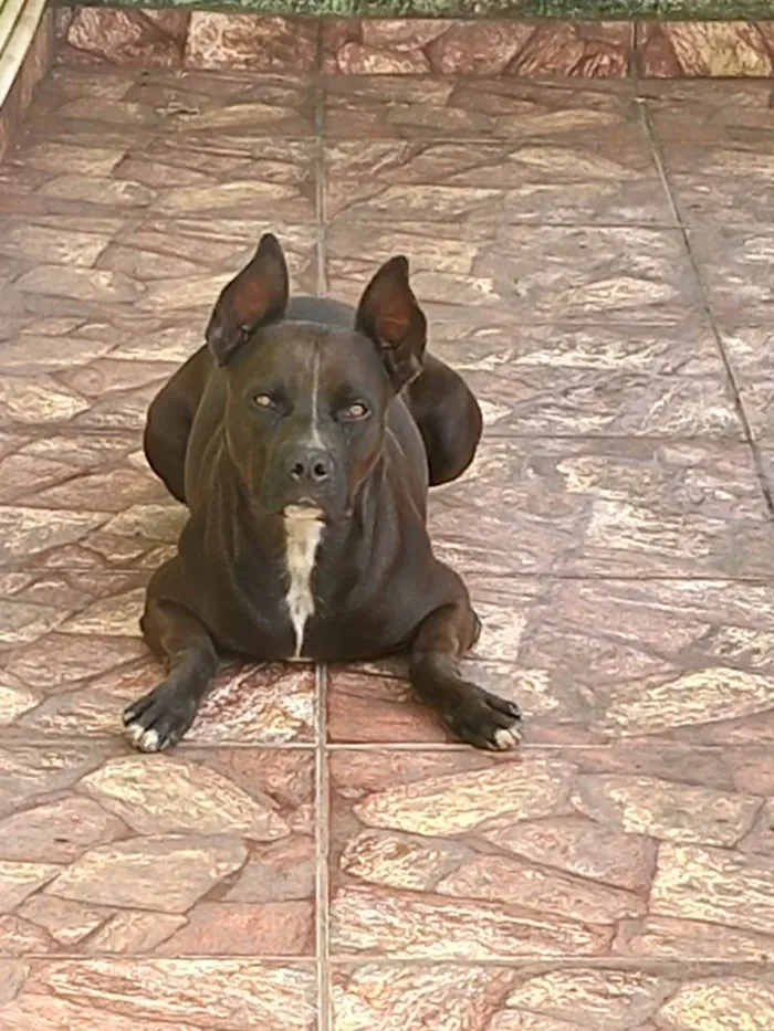 Cachorro ra a Pitbull idade 4 anos nome Oreo 