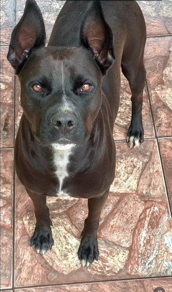 Cachorro ra a Pitbull idade 4 anos nome Oreo 