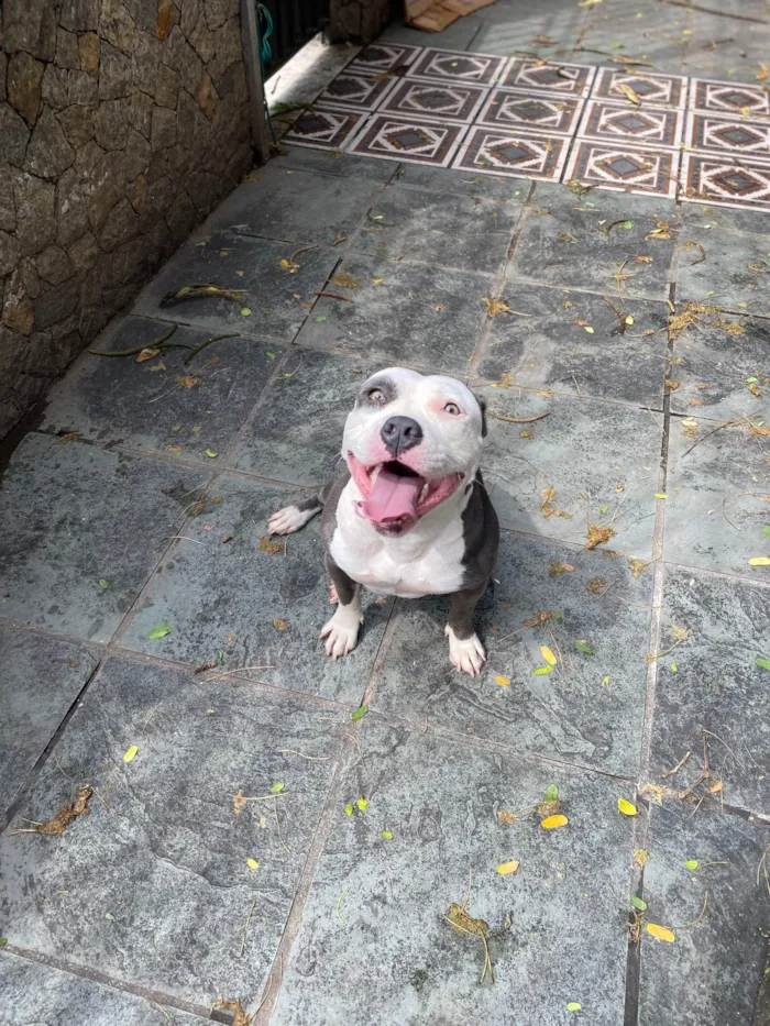 Cachorro ra a American bully  idade 2 anos nome Masha 