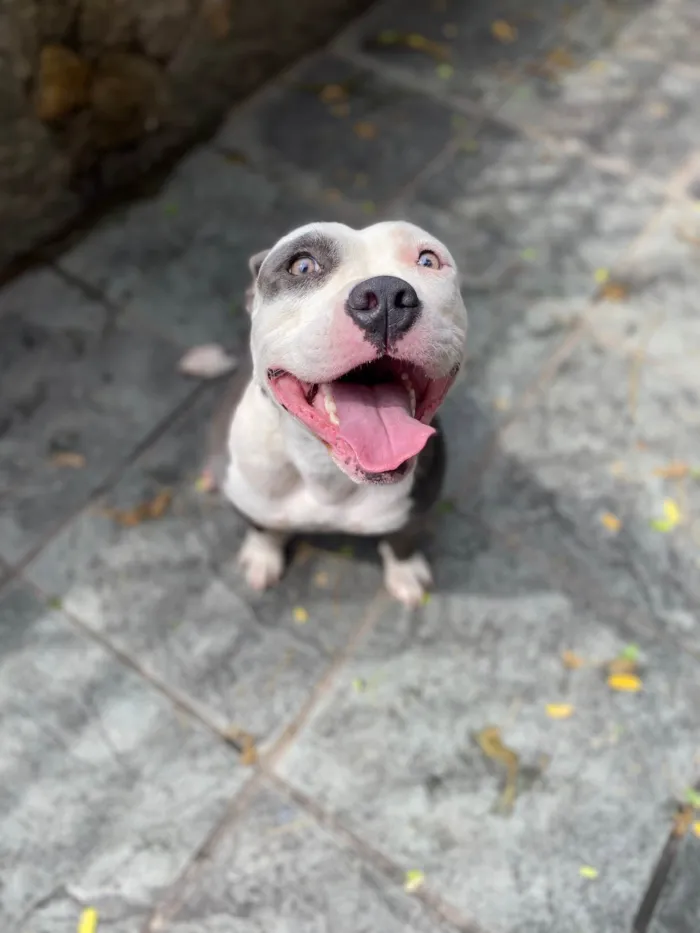 Cachorro ra a American bully  idade 2 anos nome Masha 