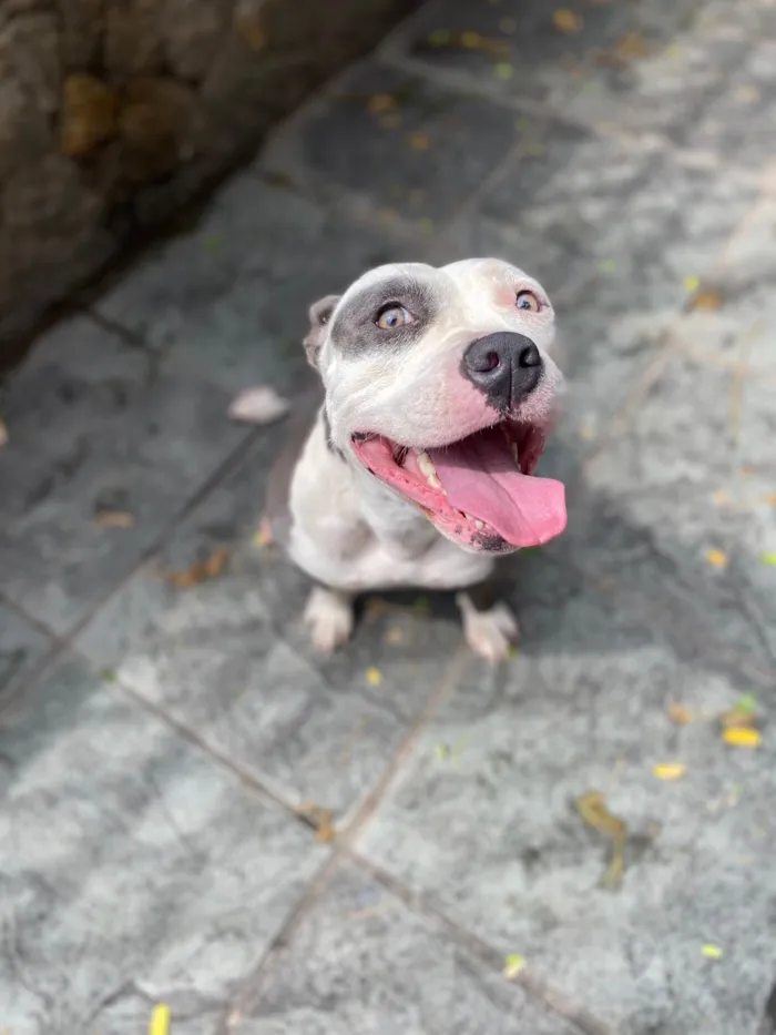 Cachorro ra a American bully  idade 2 anos nome Masha 