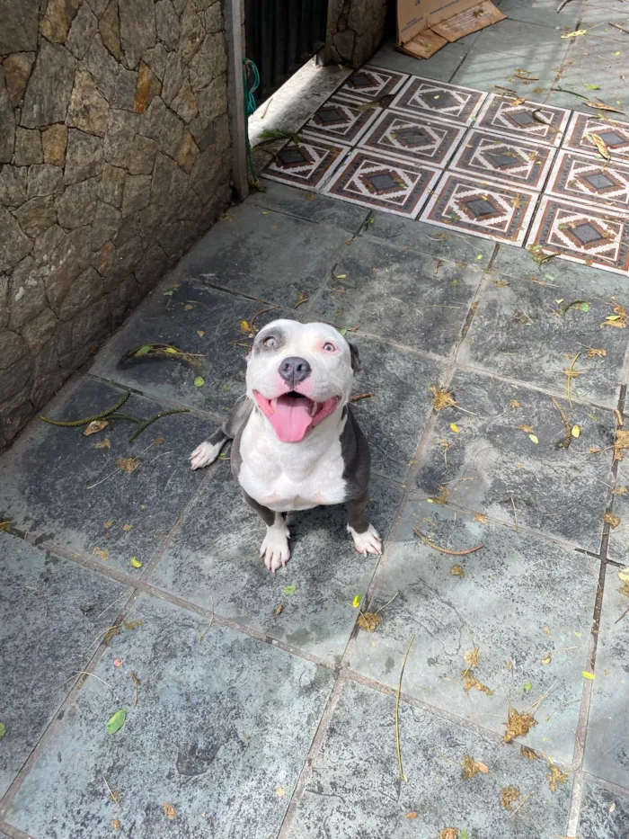 Cachorro ra a American bully  idade 2 anos nome Masha 