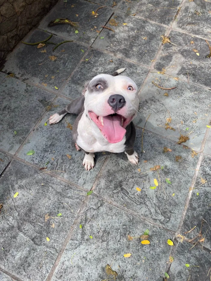 Cachorro ra a American bully  idade 2 anos nome Masha 