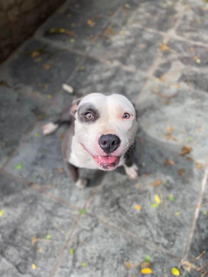 Cachorro ra a American bully  idade 2 anos nome Masha 