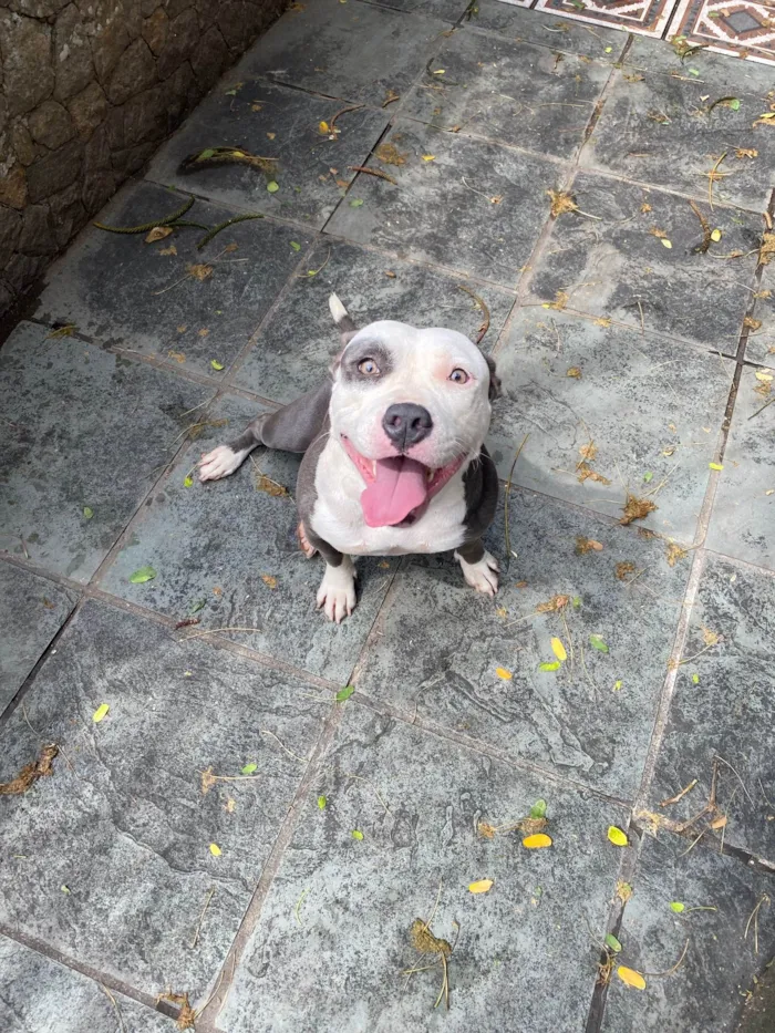 Cachorro ra a American bully  idade 2 anos nome Masha 
