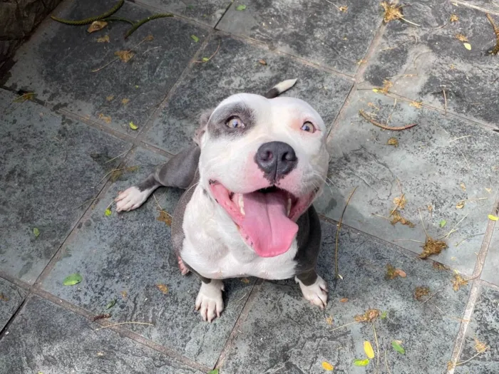 Cachorro ra a American bully  idade 2 anos nome Masha 