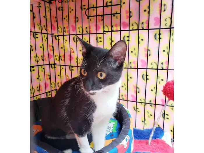 Gato ra a SRD-ViraLata idade 1 ano nome Felícia