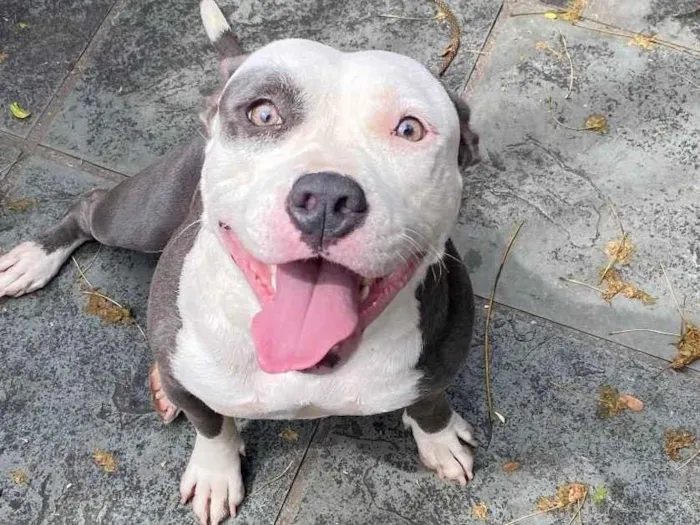Cachorro ra a American bully  idade 2 anos nome Masha 