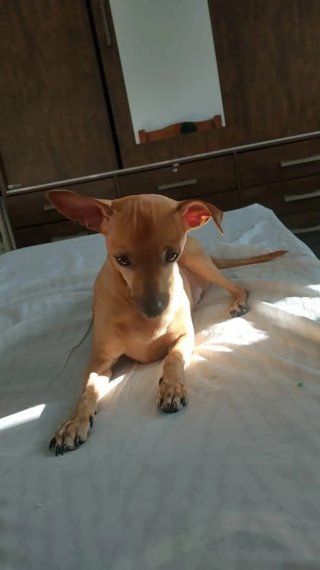 Cachorro ra a Pinsher idade 5 anos nome Hulk