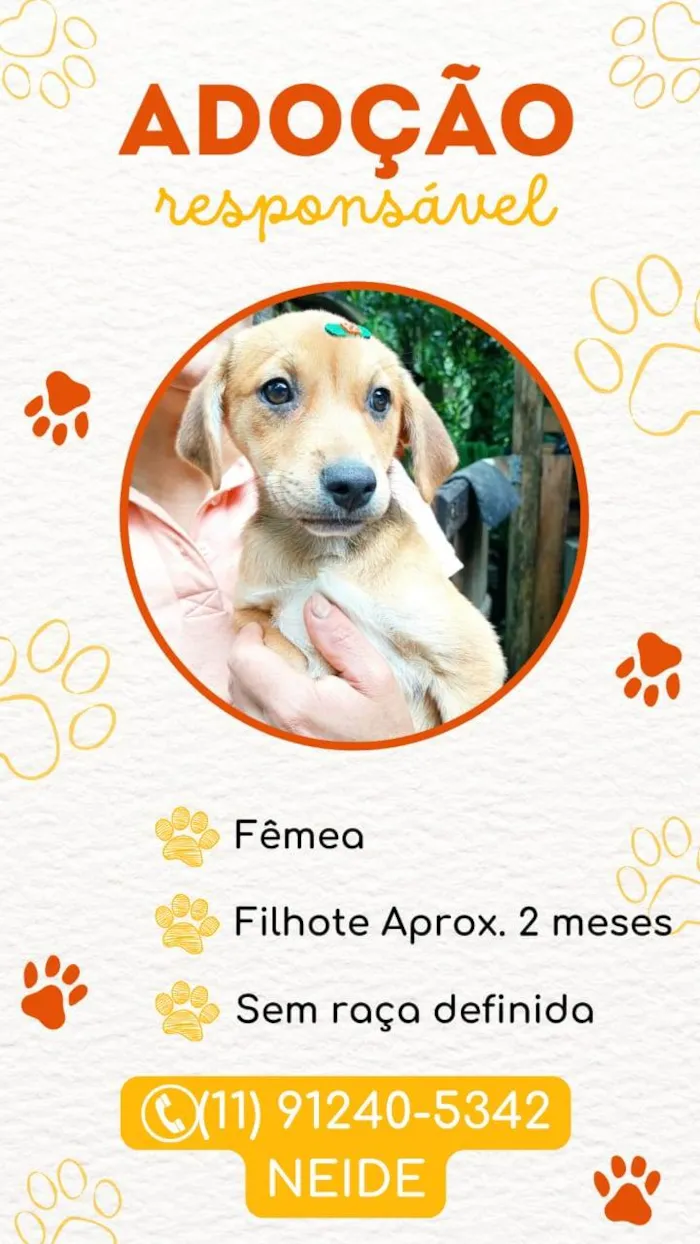 Cachorro ra a SRD-ViraLata idade 2 a 6 meses nome Mel