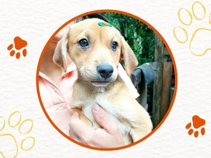 Cachorro ra a SRD-ViraLata idade 2 a 6 meses nome Mel