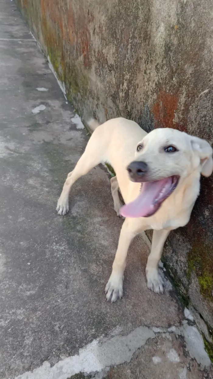 Cachorro ra a SRD-ViraLata idade 2 a 6 meses nome Betove