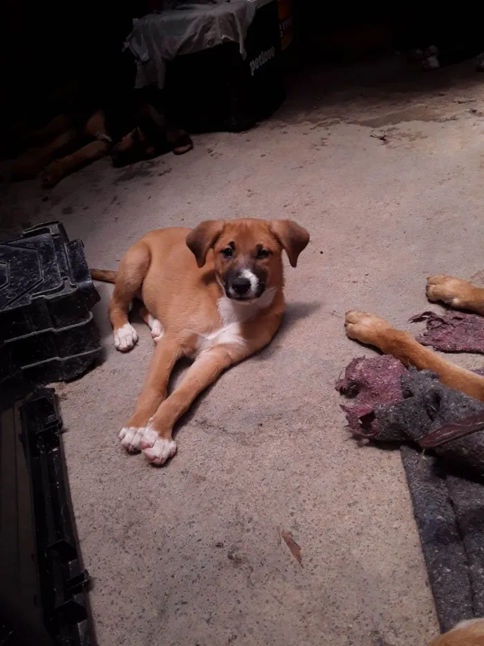 Cachorro ra a SRD-ViraLata idade 2 a 6 meses nome Meg 