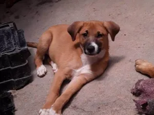 Cachorro raça SRD-ViraLata idade 2 a 6 meses nome Meg 