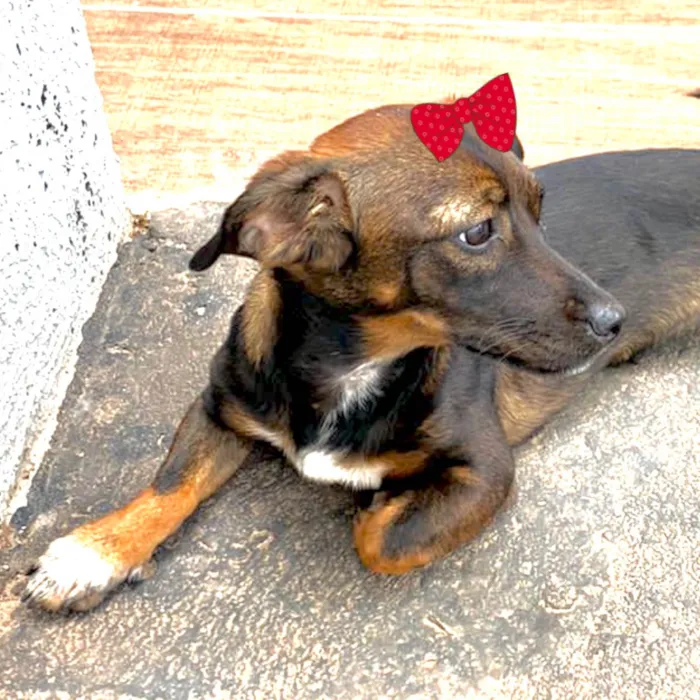 Cachorro ra a Mestica  idade 2 a 6 meses nome Teka 