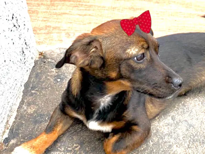 Cachorro ra a Mestica  idade 2 a 6 meses nome Teka 