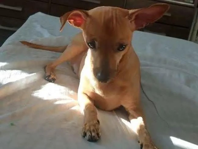 Cachorro ra a Pinsher idade 5 anos nome Hulk