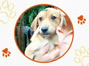 Cachorro raça SRD-ViraLata idade 2 a 6 meses nome Mel