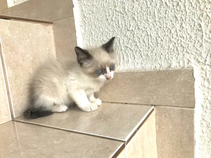 Gato ra a SRD-ViraLata idade Abaixo de 2 meses nome Fuji bb45dias lindo 