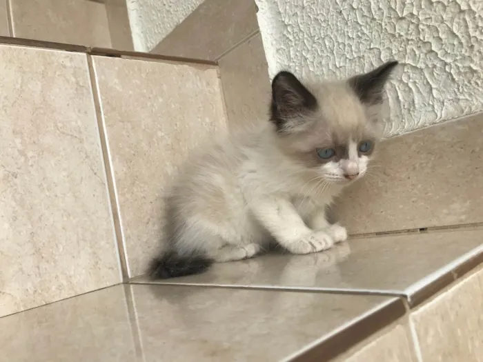 Gato ra a SRD-ViraLata idade Abaixo de 2 meses nome Fuji bb45dias lindo 