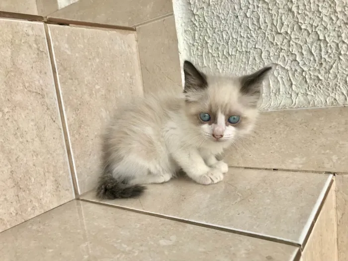 Gato ra a SRD-ViraLata idade Abaixo de 2 meses nome Fuji bb45dias lindo 