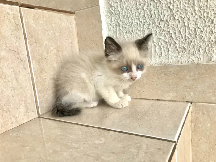 Gato ra a SRD-ViraLata idade Abaixo de 2 meses nome Fuji bb45dias lindo 