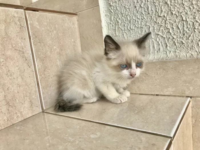 Gato ra a SRD-ViraLata idade Abaixo de 2 meses nome Fuji bb45dias lindo 