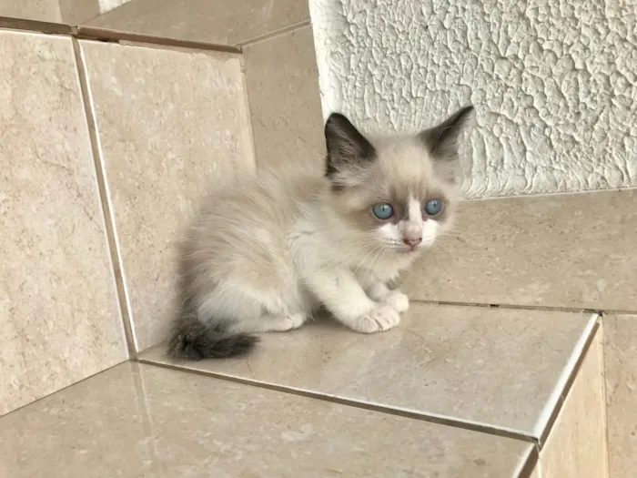 Gato ra a SRD-ViraLata idade Abaixo de 2 meses nome Fuji bb45dias lindo 